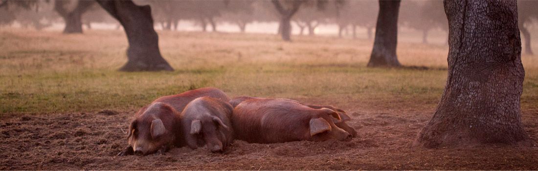 Ejemplar de cerdo en la finca